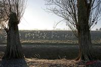 Cjp_2010_01_31_104421 (1).jpg